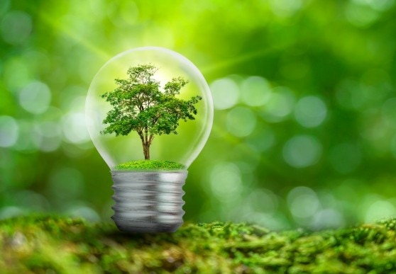 żar&oacute;wka z drzewem w środku na zielonym tle